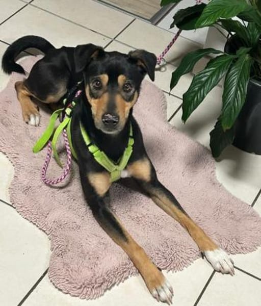 Chopi sucht sein Glück