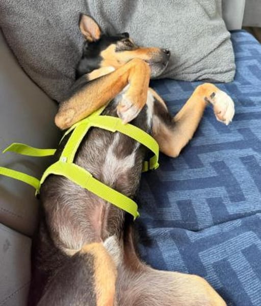 Chopi sucht sein Glück