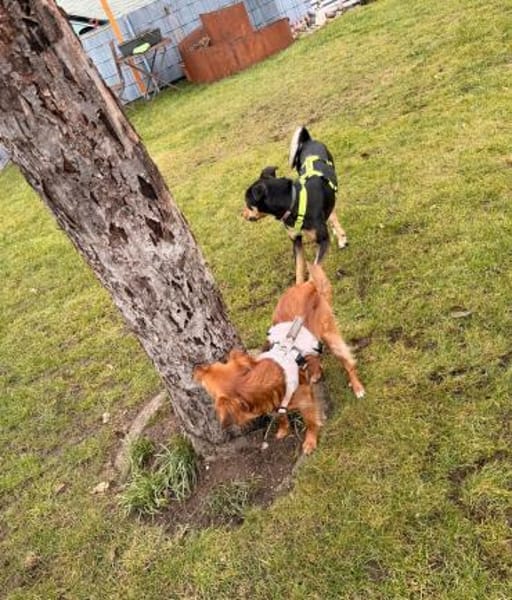 Chopi sucht sein Glück