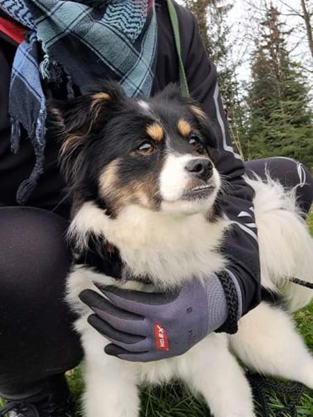 Marlenka  Süße Hündin sucht neuen Wirku