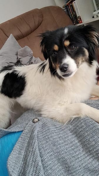 Marlenka  Süße Hündin sucht neuen Wirku