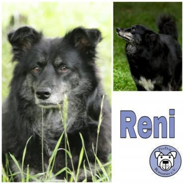 RENI ** gemütlich brav verträglich