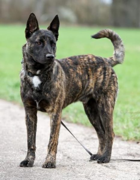 RENAUD ❤ Traumhund!