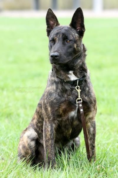 RENAUD ❤ Traumhund!