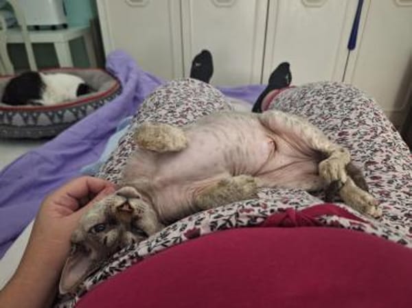 Verspieltes Katzenmädchen Atlanta