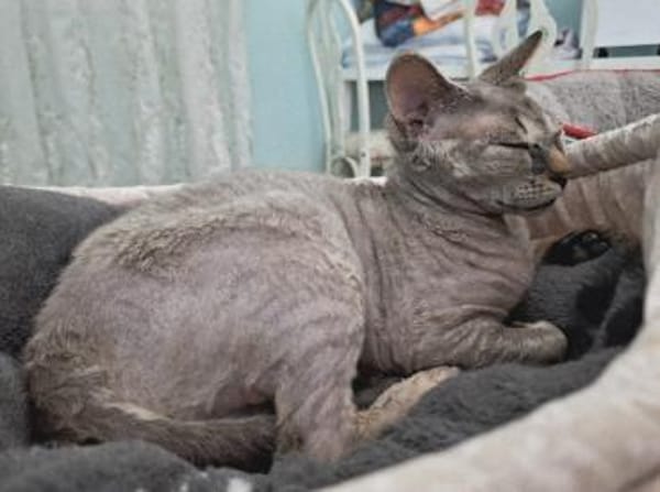 Verspieltes Katzenmädchen Atlanta