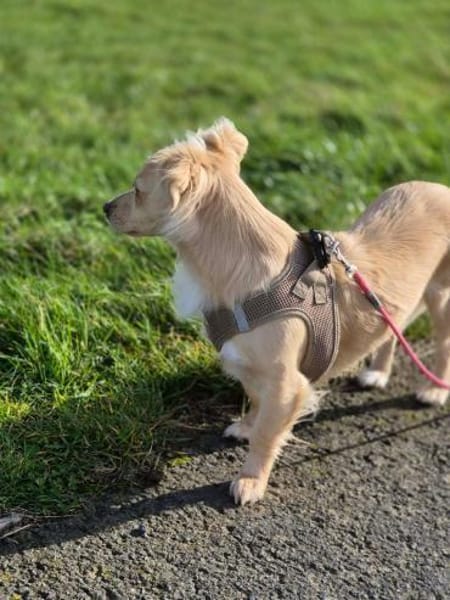 Sensible Lina sucht ruhiges zu Hause🍀