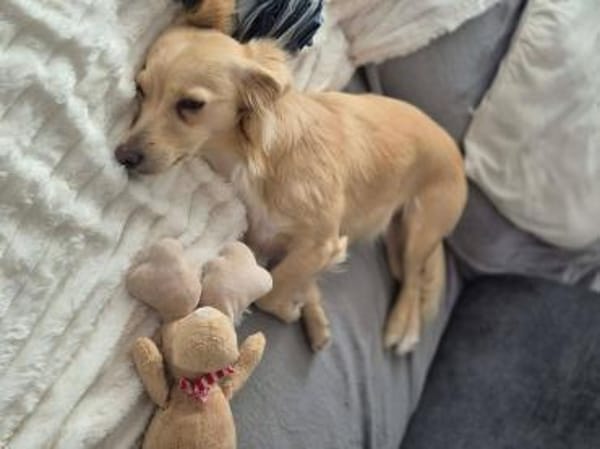 Sensible Lina sucht ruhiges zu Hause🍀