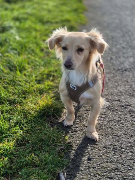 Sensible Lina sucht ruhiges zu Hause🍀