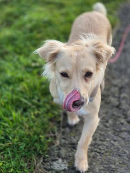 Sensible Lina sucht ruhiges zu Hause🍀