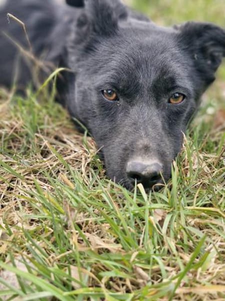Lotte - junge neugierige Hündin 🍀