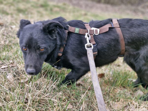Lotte - junge neugierige Hündin 🍀