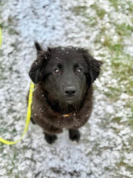 Nola, aktive Hundedame, ca. 5 Monate