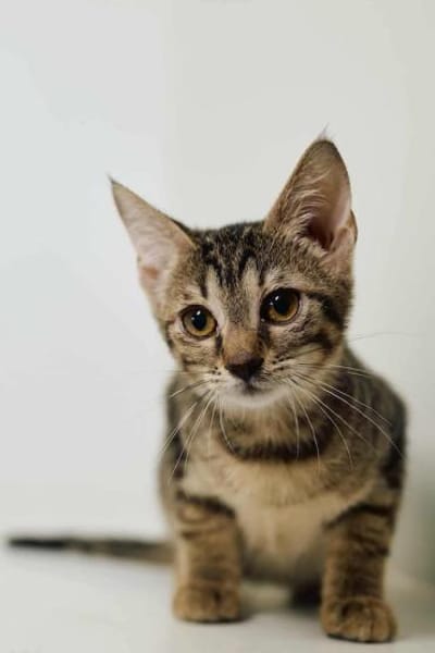 Smartie, süßer Quatschkopf, ca.11 Monate