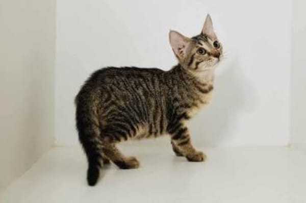 Smartie, süßer Quatschkopf, ca.11 Monate