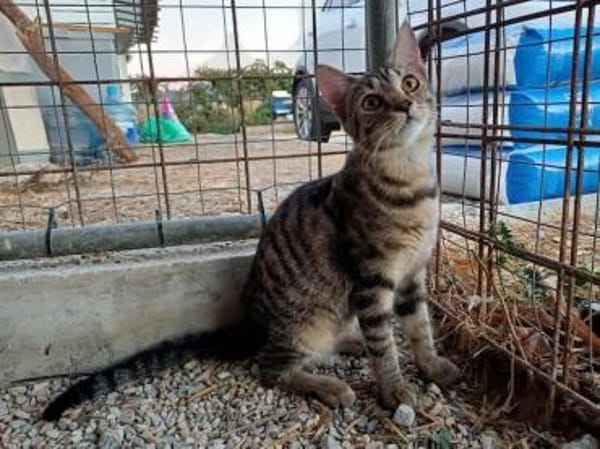 Smartie, süßer Quatschkopf, ca.11 Monate