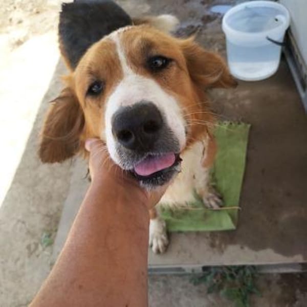 Iris, verschmuste Hündin, 8J in 85591