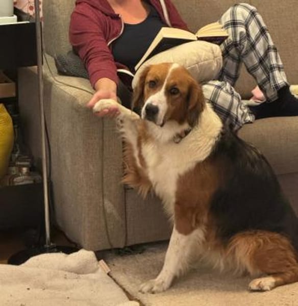 Iris, verschmuste Hündin, 8J in 85591