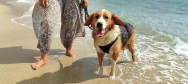 Iris, verschmuste Hündin, 8J in 85591