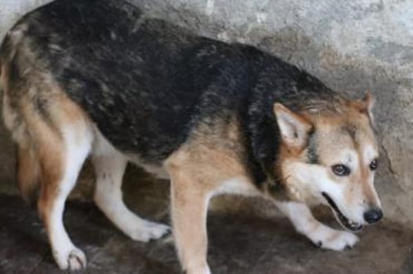 Scotty - sucht dringend ein Zuhause!