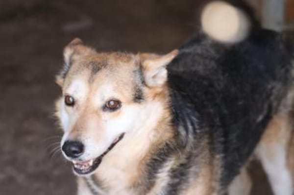 Scotty - sucht dringend ein Zuhause!