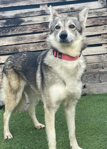 LOBITA 💝 tolle & wunderschöne Hündin!