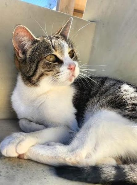 Süße, fröhliche Katze Ashley