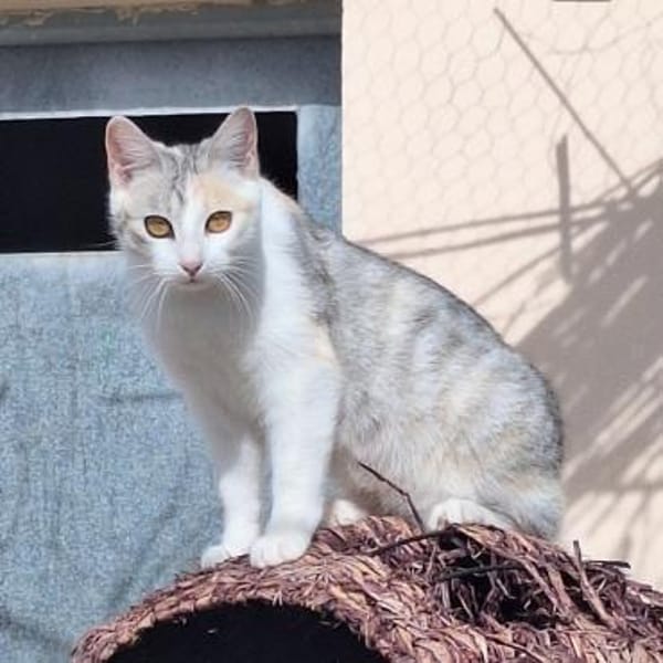 Süße Katzenschwestern Alaska und Nevada