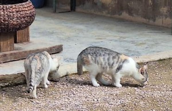 Süße Katzenschwestern Alaska und Nevada