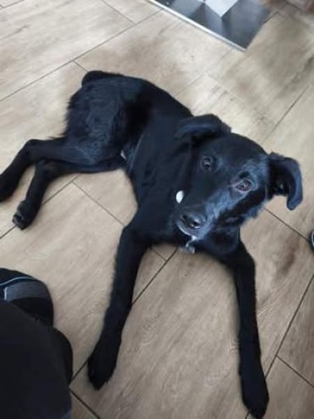 Seppi 💙sucht sein Für-Immer-Zuhause