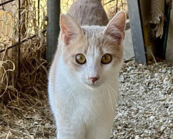 Eggi,liebevollerWirbelwind, 1J in 83064