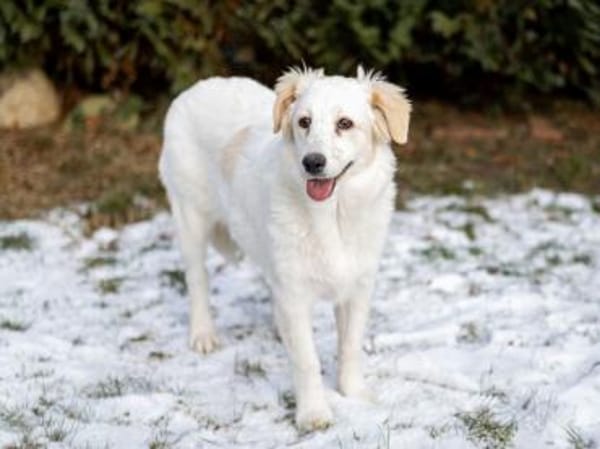 Qua möchte Sie begleiten