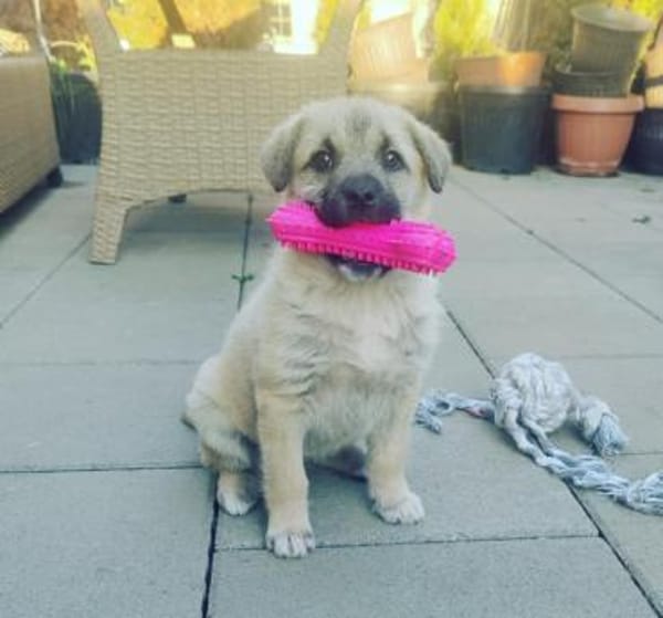 LUSI - Ein Hundekind sucht seine Mensche