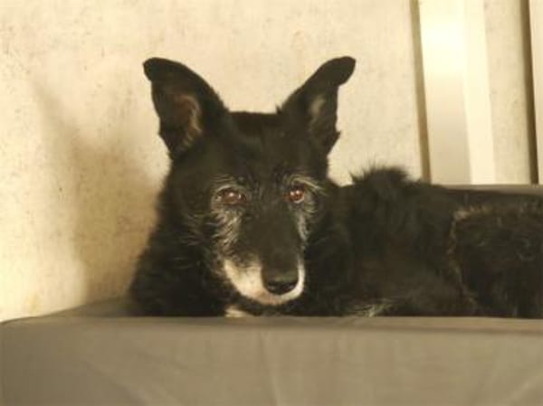 Hedda - wartet in 51588 Nümbrecht