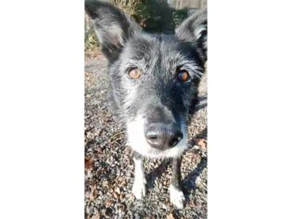 Hedda - wartet in 51588 Nümbrecht