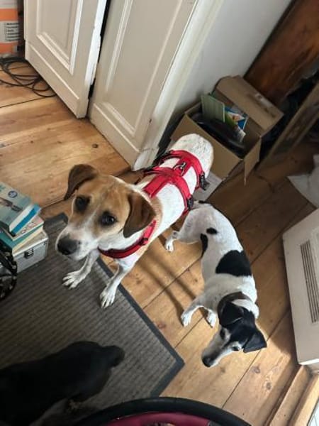 Donna - sportliche Familie gesucht