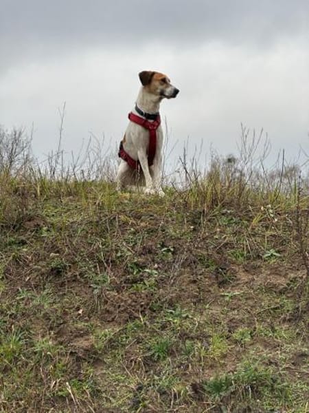 Donna - sportliche Familie gesucht