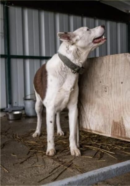 Odin - Husky Mix der leisen Töne