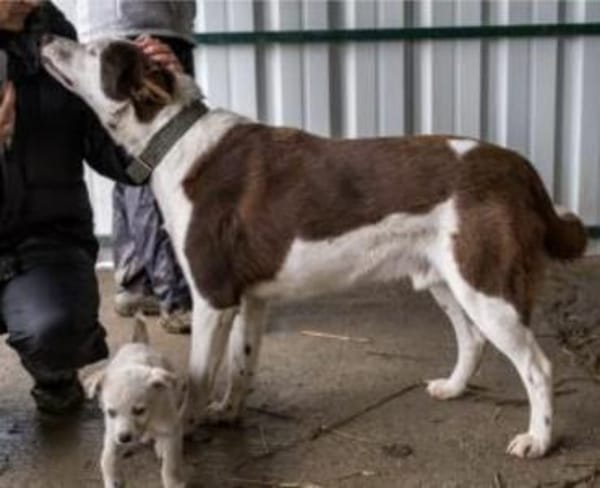 Odin - Husky Mix der leisen Töne