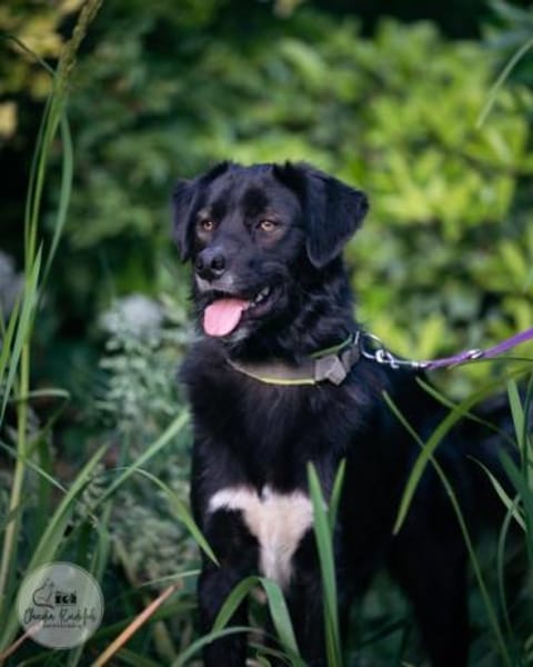 LOOMY * großer Kerl mit Potential