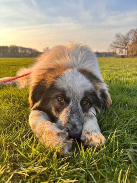 Lotta - sensible Hündin sucht Sicherheit