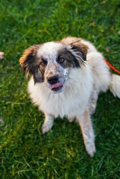 Lotta - sensible Hündin sucht Sicherheit