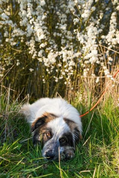 Lotta - sensible Hündin sucht Sicherheit