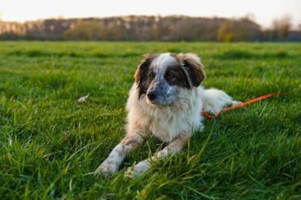 Lotta - sensible Hündin sucht Sicherheit