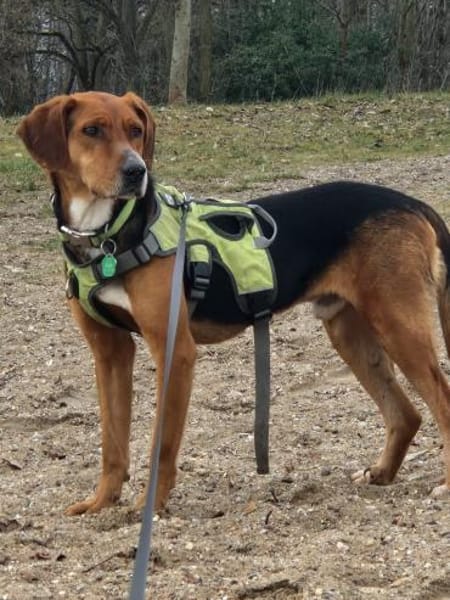 Oreo- menschenbezogener Hund sucht dich