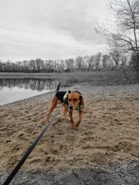 Oreo- menschenbezogener Hund sucht dich
