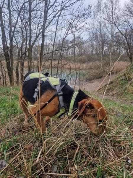 Oreo- menschenbezogener Hund sucht dich