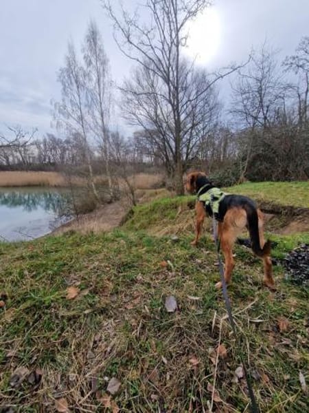 Oreo- menschenbezogener Hund sucht dich
