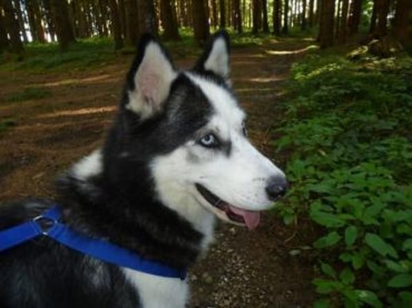 EYOLF -lieber, offener Huskymix-