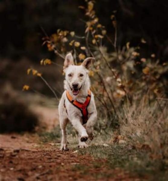 ARES -möchte Zweithund werden-